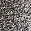 eucalyptus