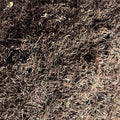 cornsilk