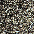 yarrow