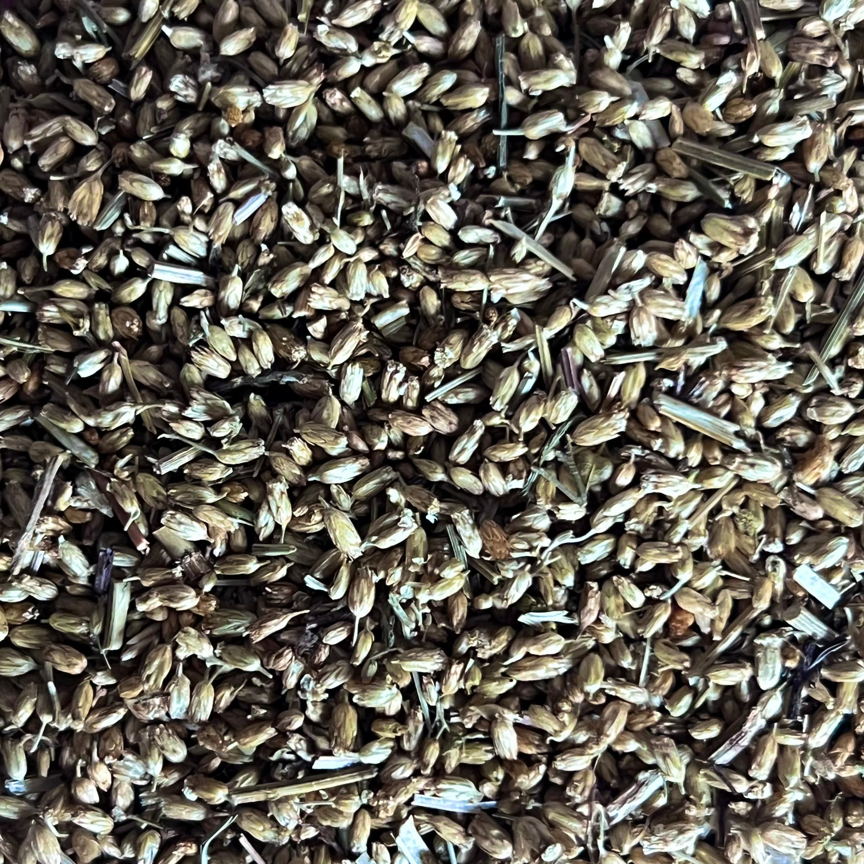 yarrow
